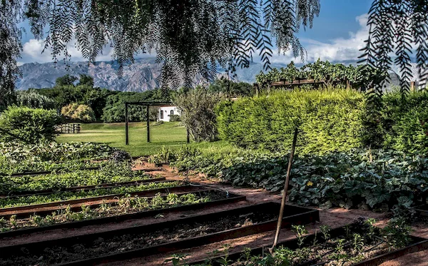 Our Vegetable Garden